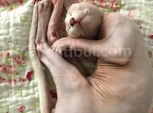 Sfenk Kendimize Yuva Arıyoruz 3 Aylık Tam Bir Arkadaş görsel