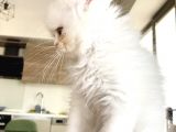 İran Persian Kedi