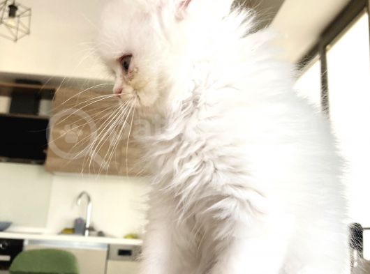 İran Persian Kedi görsel