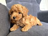 Toy Poodle Red Brown