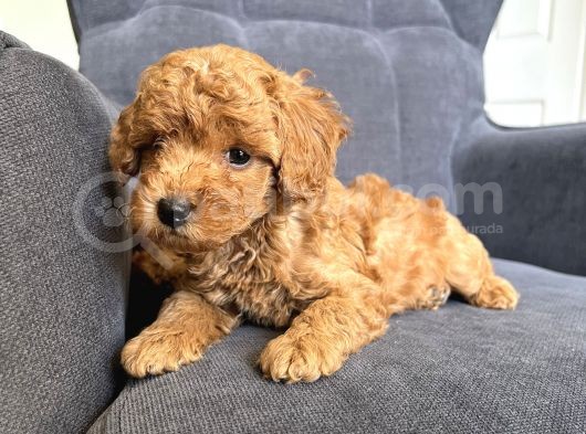 Toy Poodle Red Brown