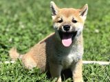 Secereli Erkek Shiba Inu Bebekler