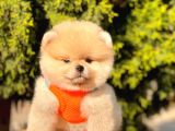 Safkan Pomeranian Boo Yavrular