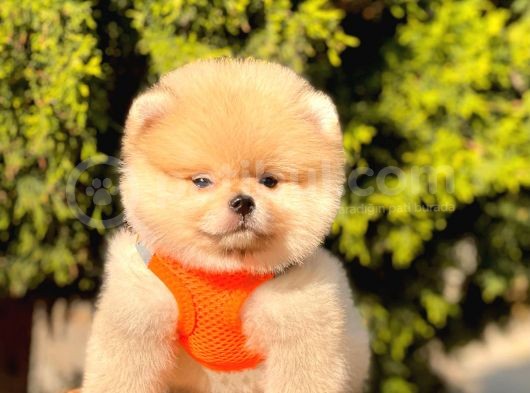 Safkan Pomeranian Boo Yavrular görsel