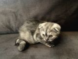 ScottishFold Sağlıklı Tatlı Bebek