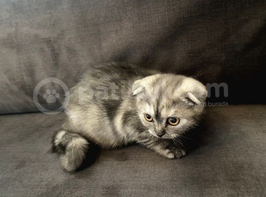 Scottishfold Sağlıklı Tatlı Bebek