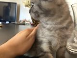 Scottishfold Sağlıklı Tatlı Bebek