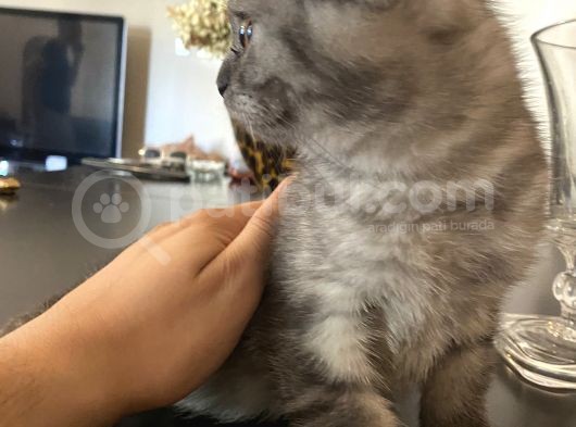 Scottishfold Sağlıklı Tatlı Bebek görsel