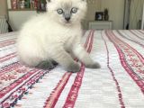 British Shorhair Bluepoint