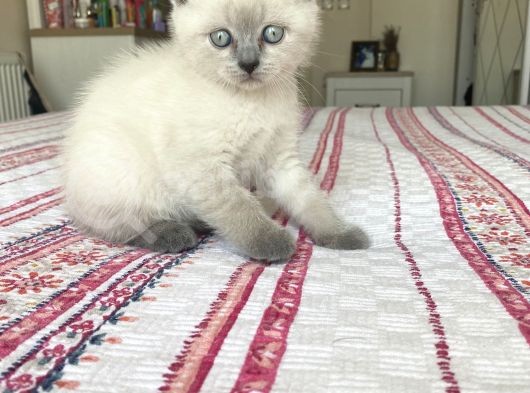 British Shorhair Bluepoint görsel