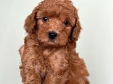 Toy Poodle Red Brown