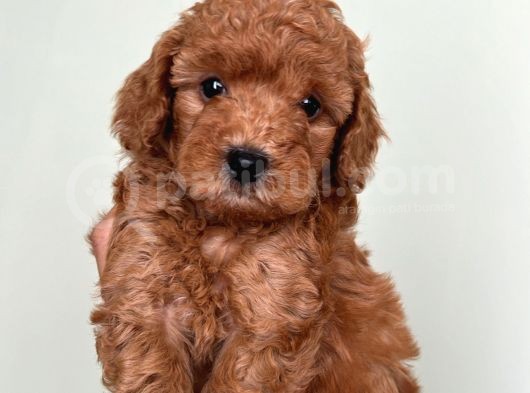 Toy Poodle Red Brown görsel