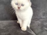 British Shorhair Bluepoint