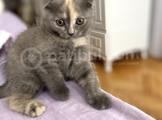 Scotish Fold Acilll Dişi Dünyalar Tatlısı görsel