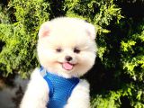 Safkan Pomeranian Boo Yavrular