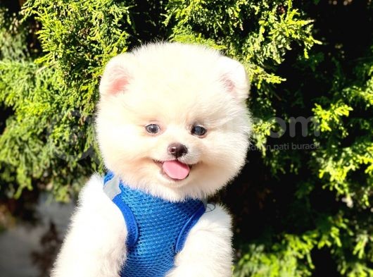 Safkan Pomeranian Boo Yavrular görsel