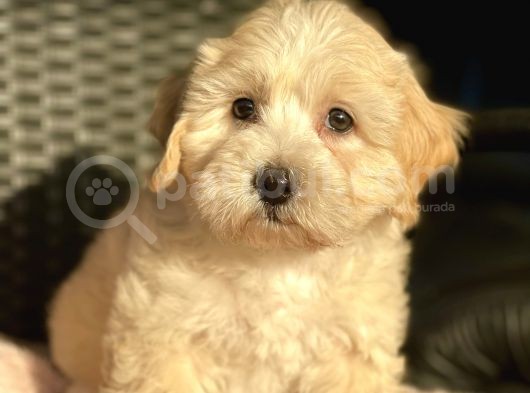 Show Kalite Maltipoo Bebekler görsel