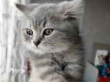 A++ Kedi Yavruları Ve Anne Kedi