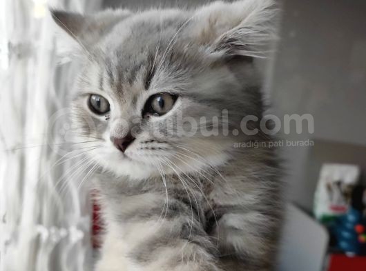 A++ Kedi Yavruları Ve Anne Kedi görsel