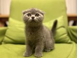 Scottish Fold