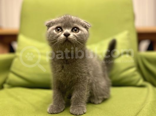 Scottish Fold görsel
