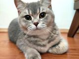 A++ Kedi Yavruları Ve Anne Kedi
