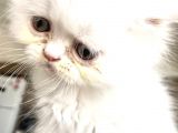İran Persian Kedi