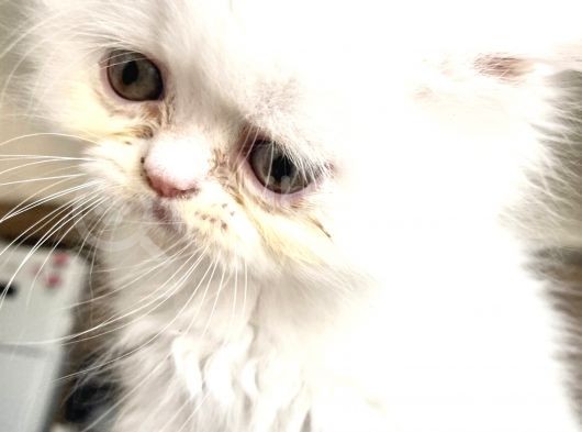 İran Persian Kedi