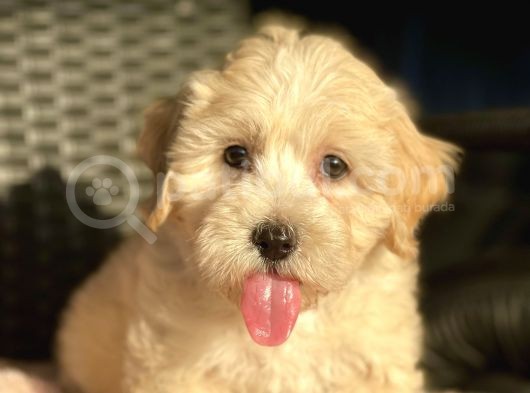 Show Kalite Maltipoo Bebekler