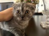 Scottishfold Sağlıklı Tatlı Bebek