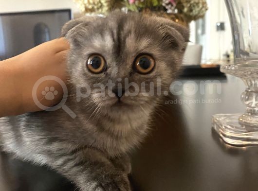 Scottishfold Sağlıklı Tatlı Bebek görsel