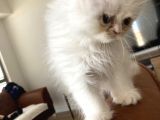 İran Persian Kedi