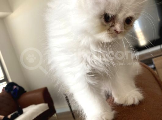 İran Persian Kedi görsel