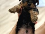 Teacup Yorkie Safkan