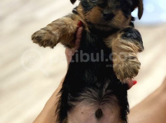 Teacup Yorkie Safkan