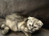 Scottishfold Sağlıklı Tatlı Bebek
