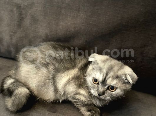 Scottishfold Sağlıklı Tatlı Bebek görsel