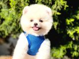 Safkan Pomeranian Boo Yavrular