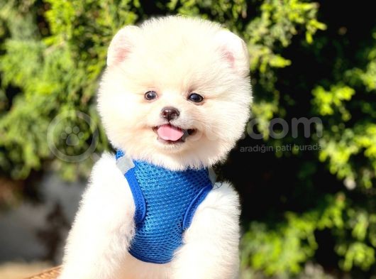 Safkan Pomeranian Boo Yavrular