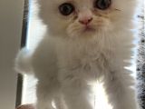 İran Persian Kedi