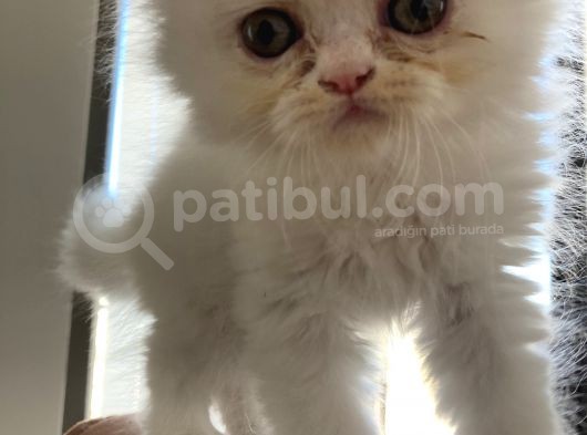 İran Persian Kedi görsel