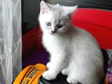 A++ Kedi Yavruları Ve Anne Kedi