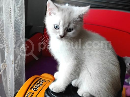 A++ Kedi Yavruları Ve Anne Kedi görsel