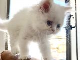 İran Persian Kedi