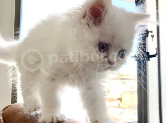 İran Persian Kedi görsel