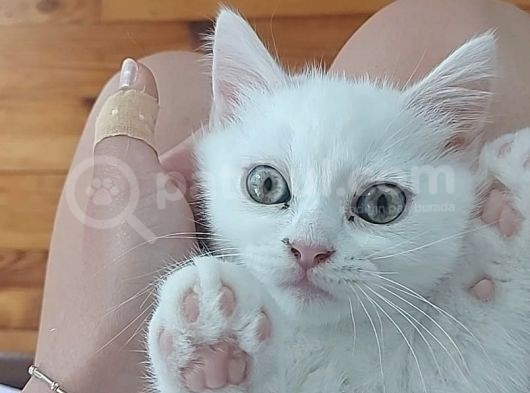 British Shorthair görsel