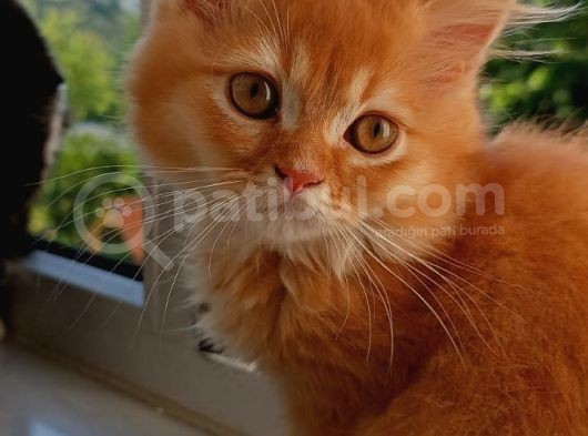 Portakal Oğlumuza Yeni Bir Yuva görsel