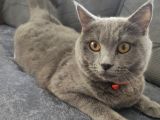 Biritish Shorthair Kedimize Yeni Yuva Arıyoruz