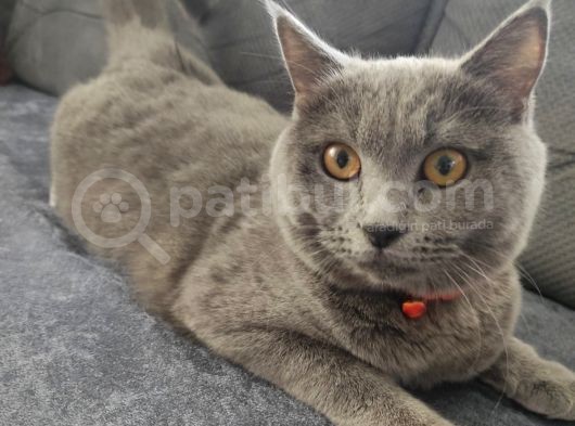 Biritish Shorthair Kedimize Yeni Yuva Arıyoruz görsel