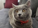 Biritish Shorthair Kedimize Yeni Yuva Arıyoruz
